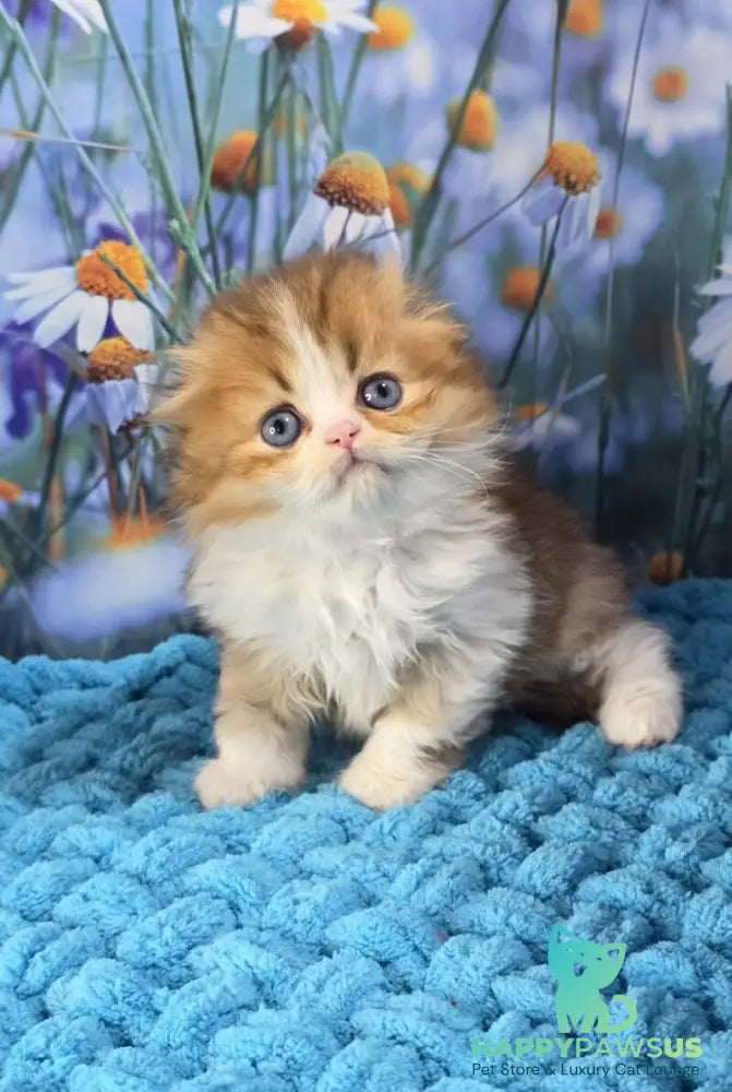 Izium Scottish Fold male chocolate golden shaded bicolour - live animals