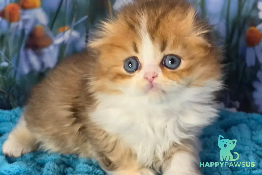 Izium Scottish Fold male chocolate golden shaded bicolour - live animals