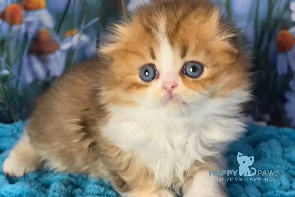 Izium Scottish Fold male chocolate golden shaded bicolour - live animals