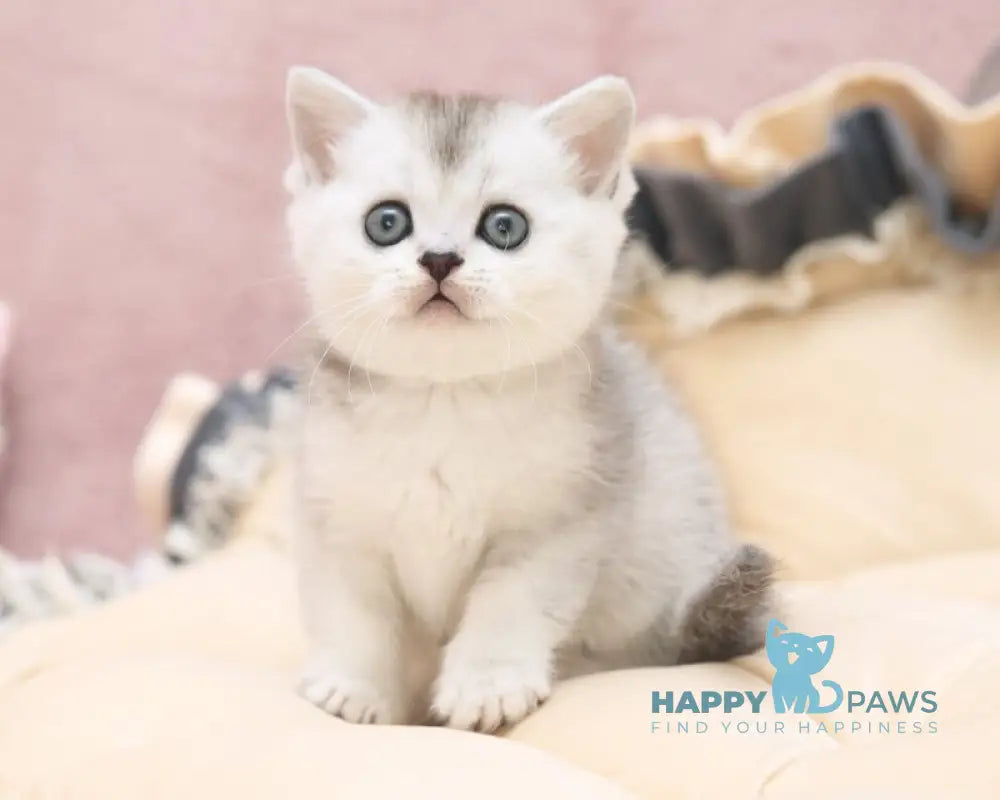 Izium Scottish Straight male black silver ticked tabby live animals