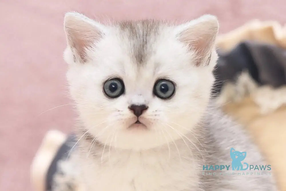 Izium Scottish Straight male black silver ticked tabby live animals