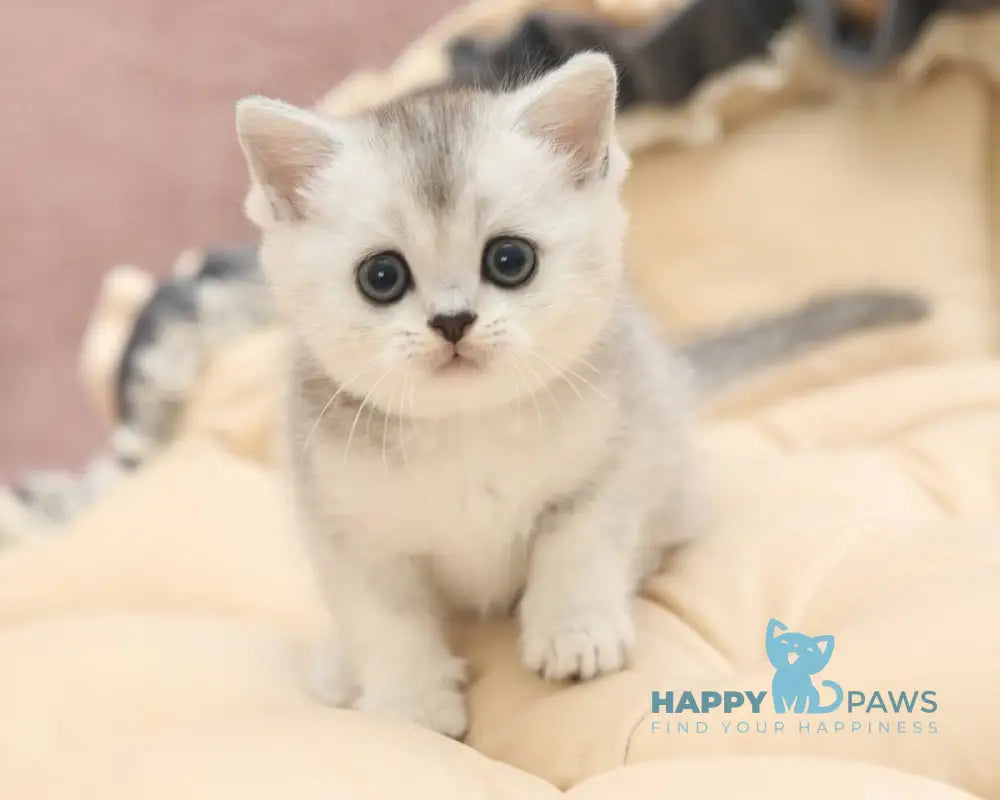 Izium Scottish Straight male black silver ticked tabby live animals