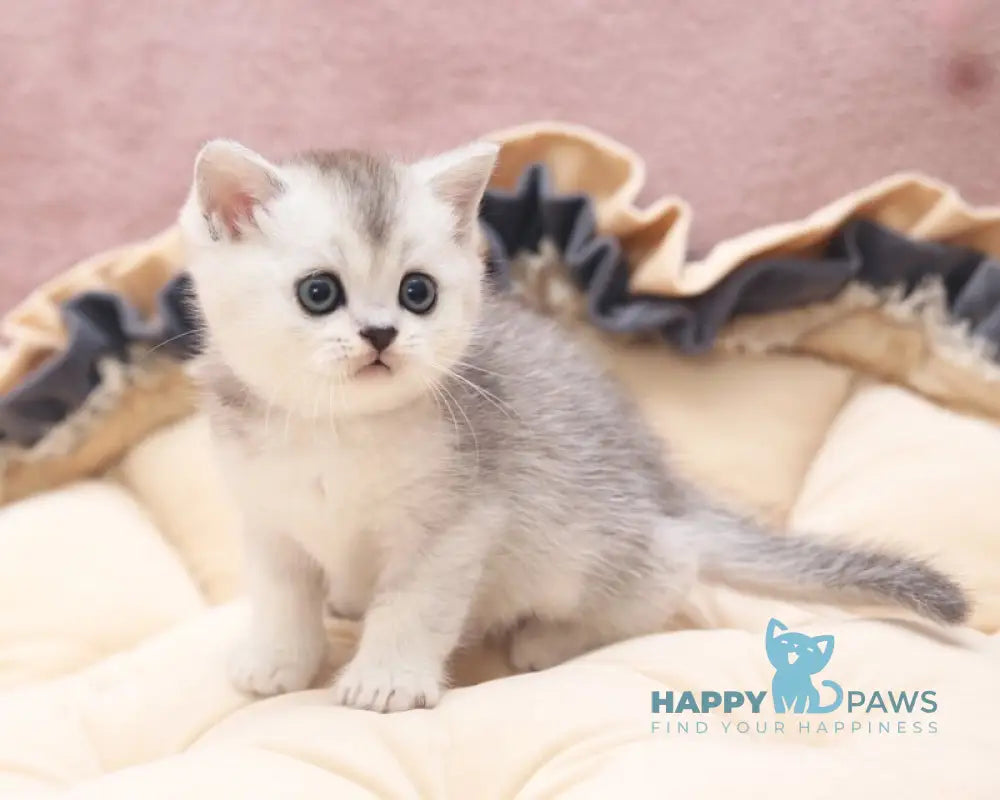 Izium Scottish Straight male black silver ticked tabby live animals