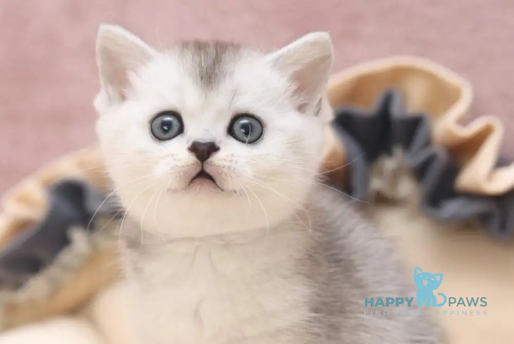 Izium Scottish Straight male black silver ticked tabby live animals