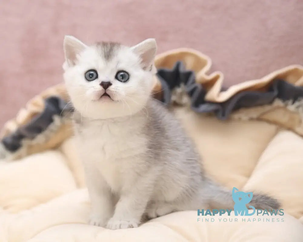 Izium Scottish Straight male black silver ticked tabby live animals