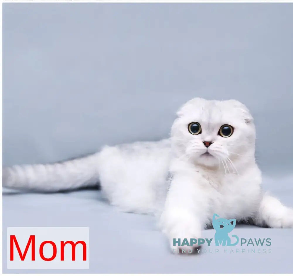 Izium Scottish Straight male black silver ticked tabby live animals