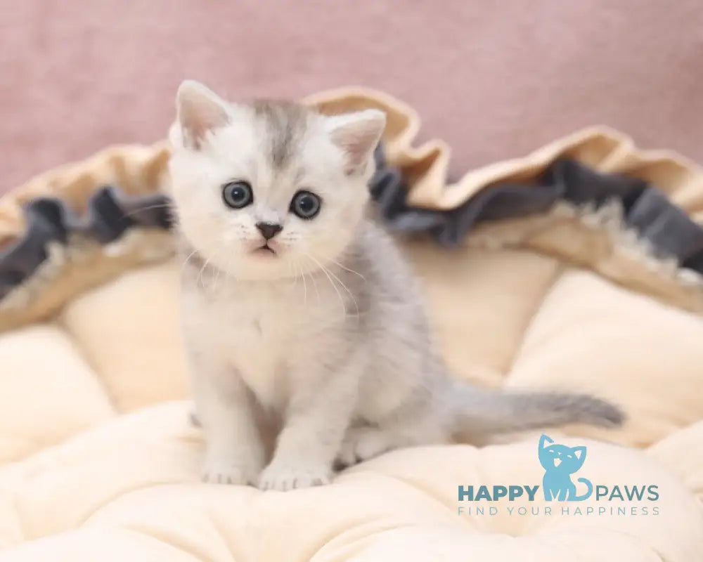 Izium Scottish Straight male black silver ticked tabby live animals