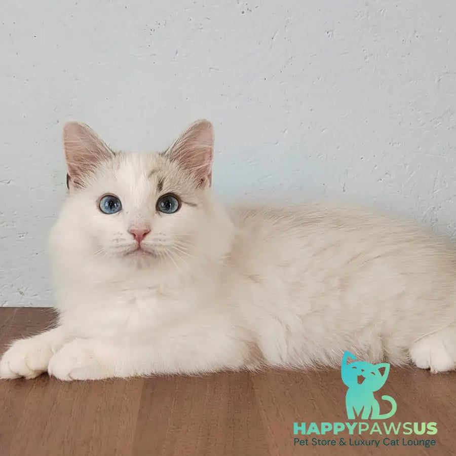 Izium Siberian male blue tabby pointed bicolour - live animals