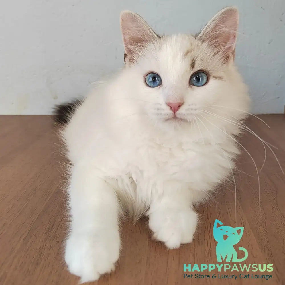Izium Siberian male blue tabby pointed bicolour - live animals