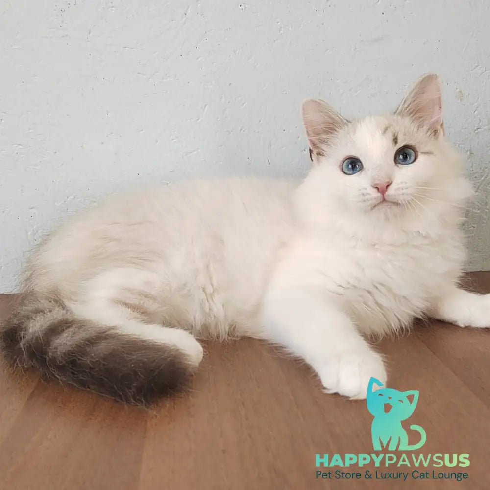 Izium Siberian male blue tabby pointed bicolour - live animals