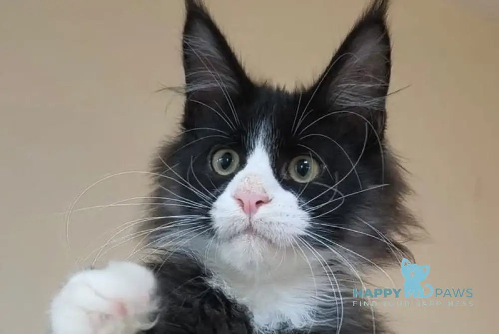 Izmir Maine Coon male black silver with white live animals