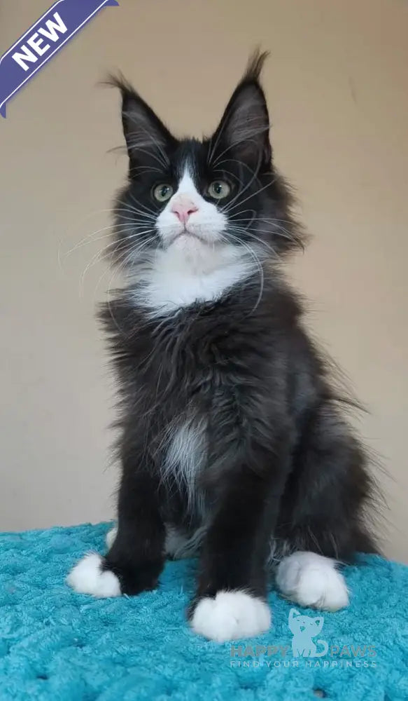 Izmir Maine Coon male black silver with white live animals