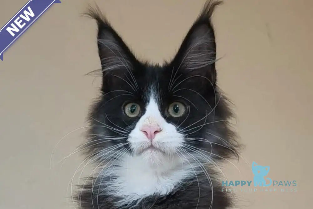 Izmir Maine Coon male black silver with white live animals