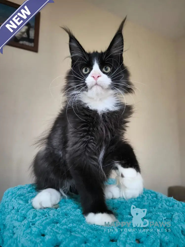 Izmir Maine Coon male black silver with white live animals