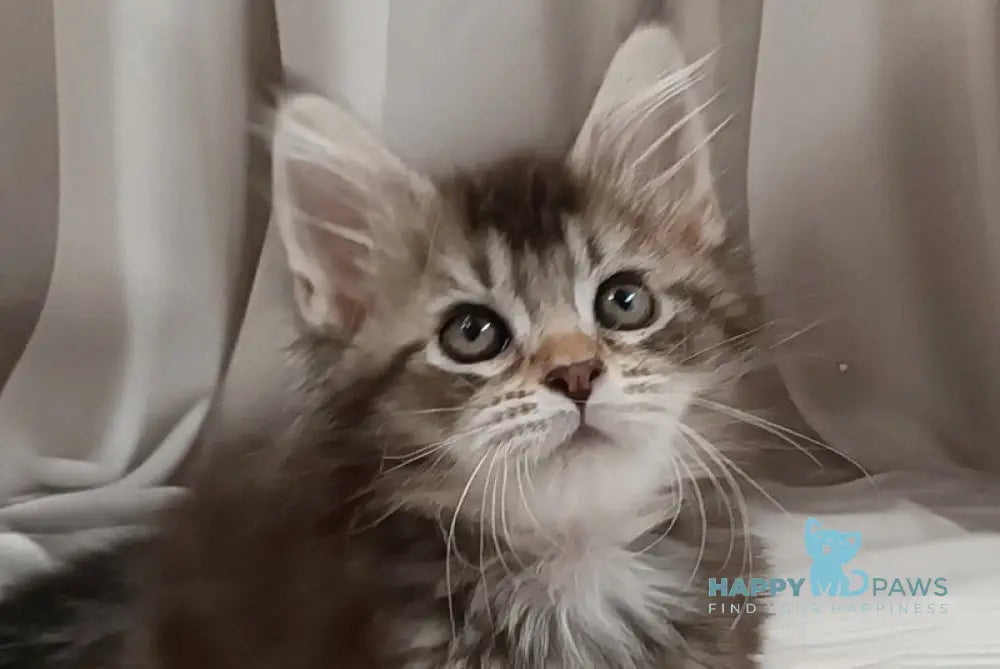 Izmir Maine Coon polydactyl male black silver ticked tabby live animals