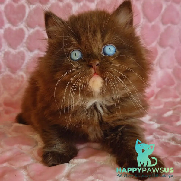 Izolda British Longhair female chocolate with white - live animals