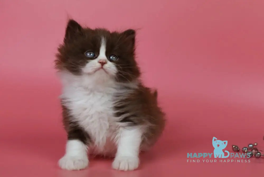 Ivars British Longhair male chocolate bicolour live animals