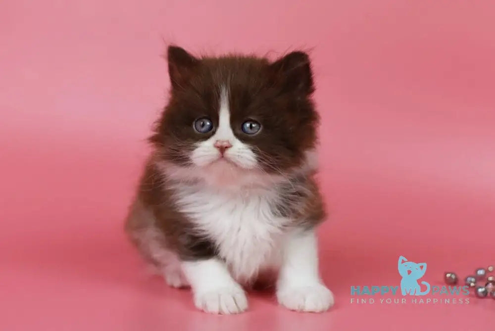 Ivars British Longhair male chocolate bicolour live animals