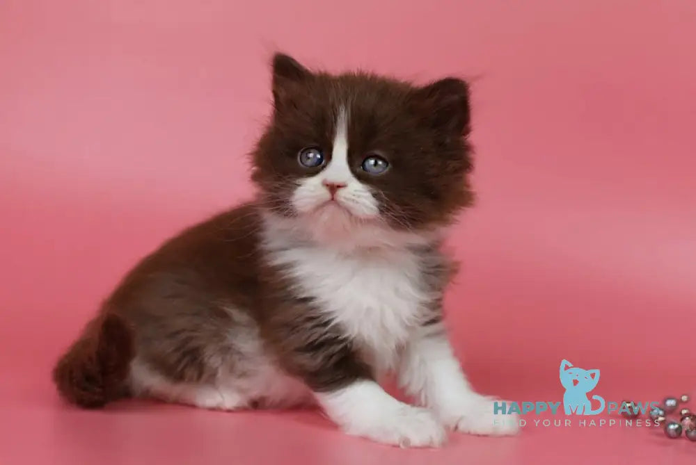 Ivars British Longhair male chocolate bicolour live animals
