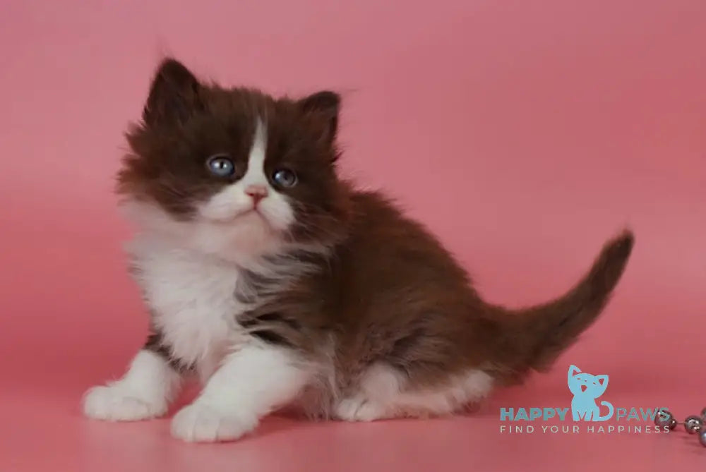 Ivars British Longhair male chocolate bicolour live animals