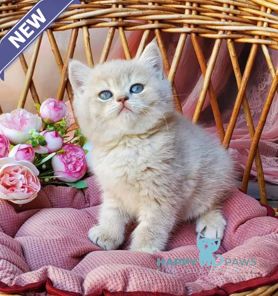 Izum British Shorthair male blue golden shaded live animals