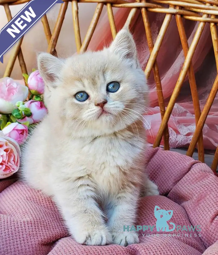 Izum British Shorthair male blue golden shaded live animals