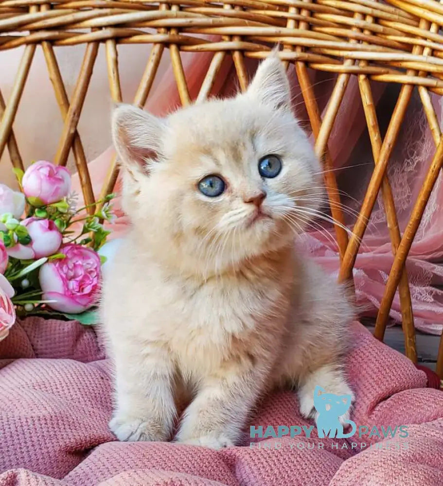 Izum British Shorthair male blue golden shaded live animals