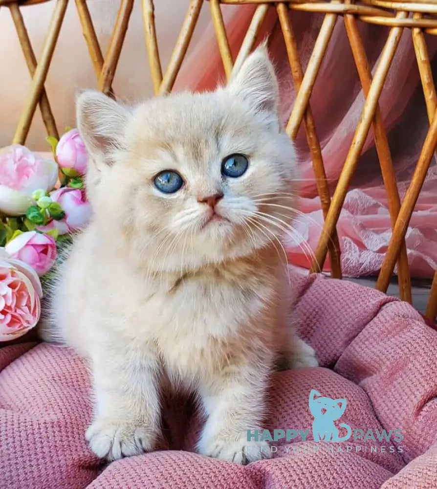 Izum British Shorthair male blue golden shaded live animals