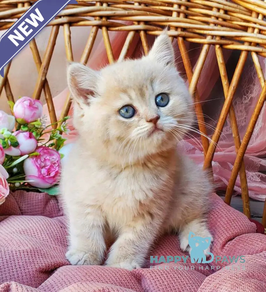 Izum British Shorthair male blue golden shaded live animals
