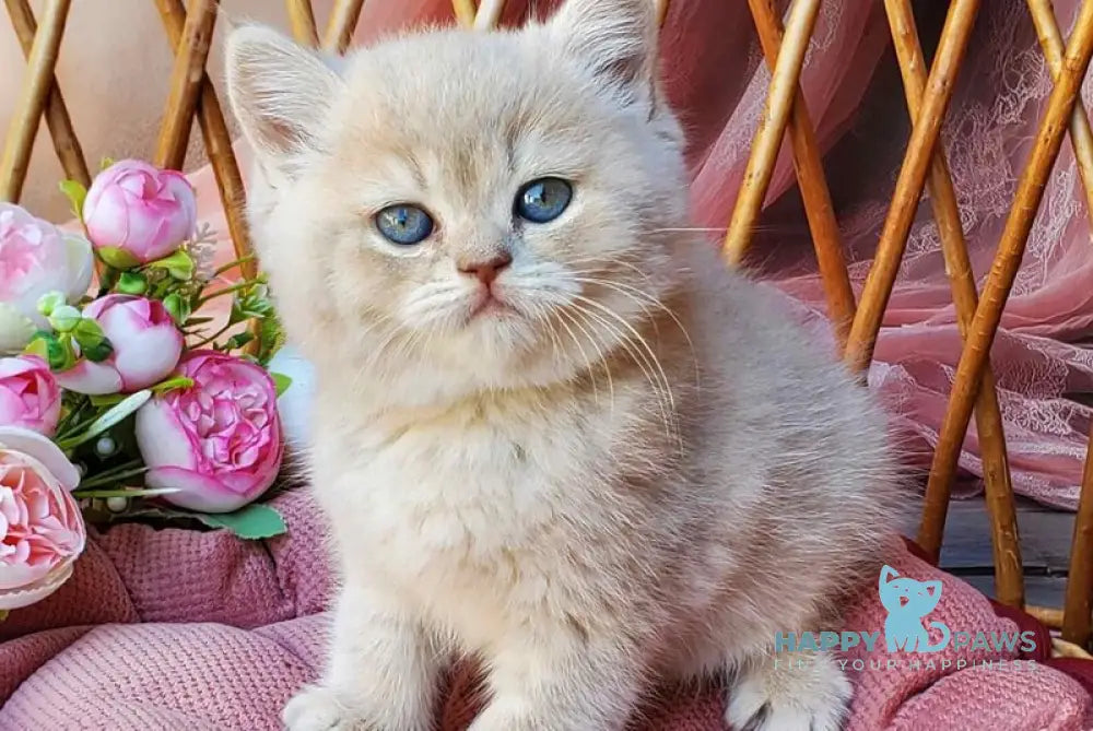 Izum British Shorthair male blue golden shaded live animals