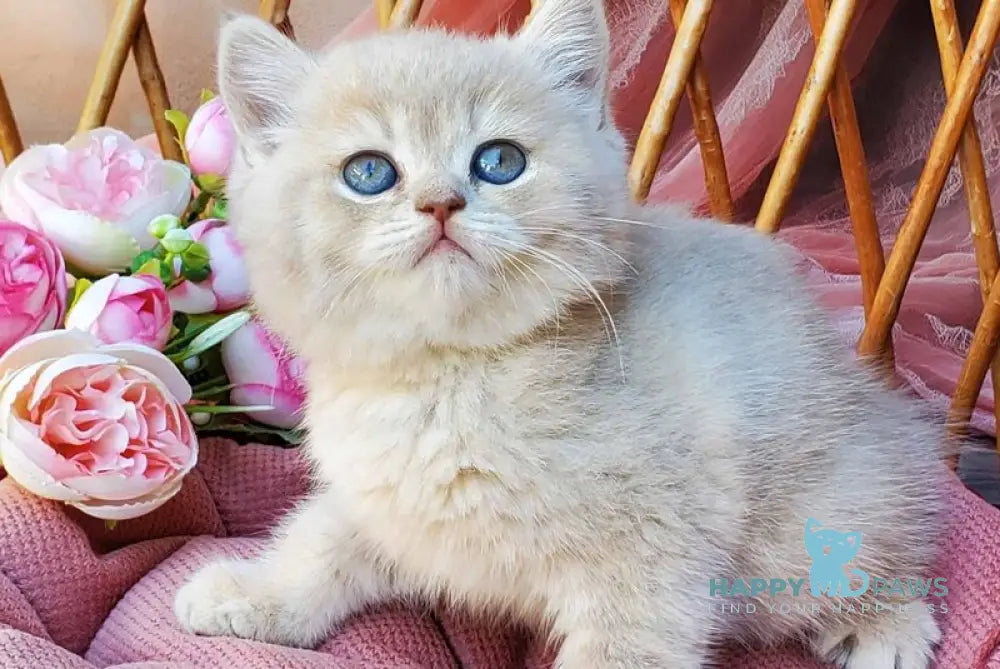 Izum British Shorthair male blue golden shaded live animals