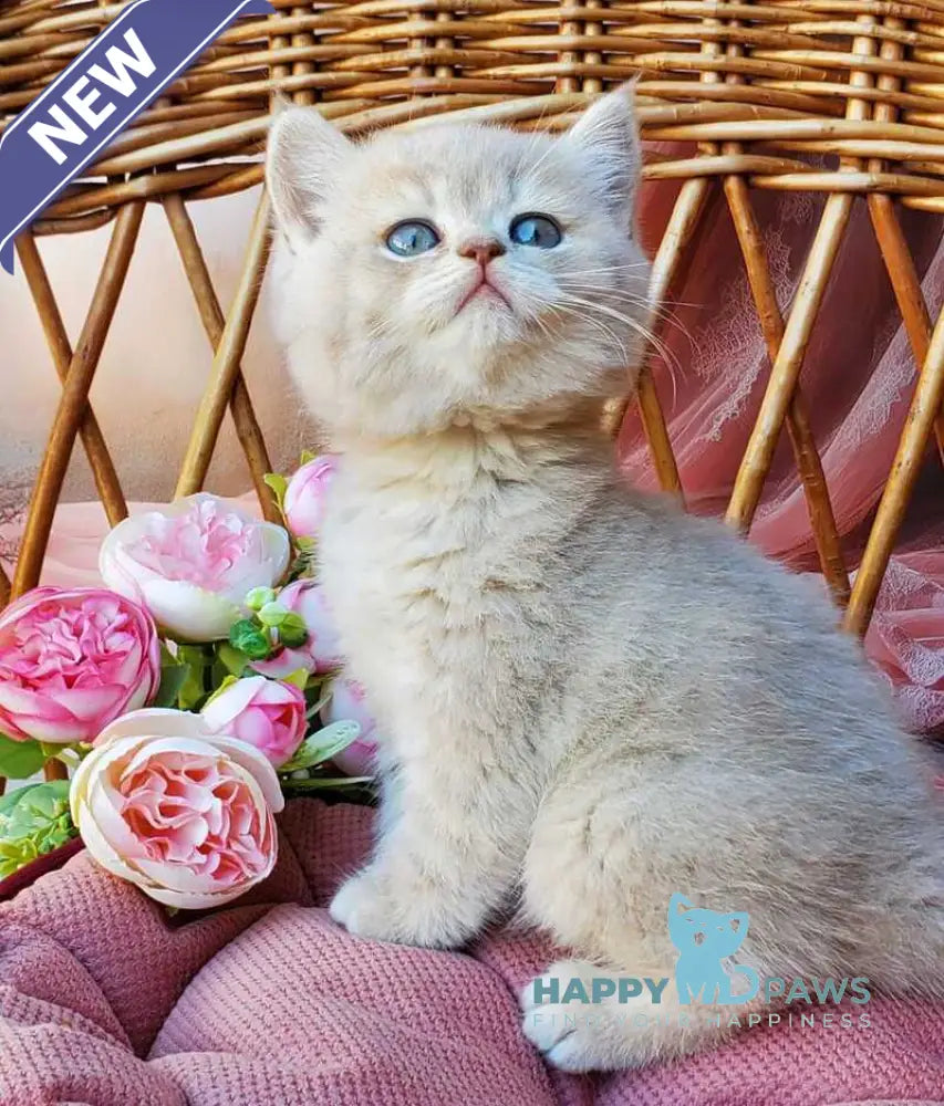 Izum British Shorthair male blue golden shaded live animals