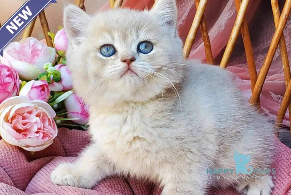 Izum British Shorthair male blue golden shaded live animals