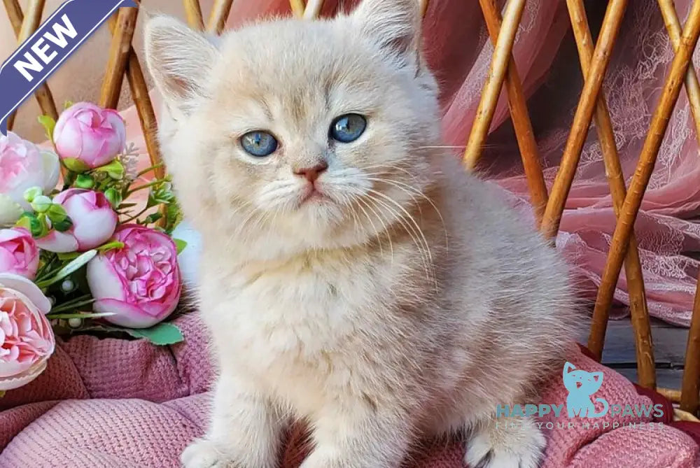 Izum British Shorthair male blue golden shaded live animals