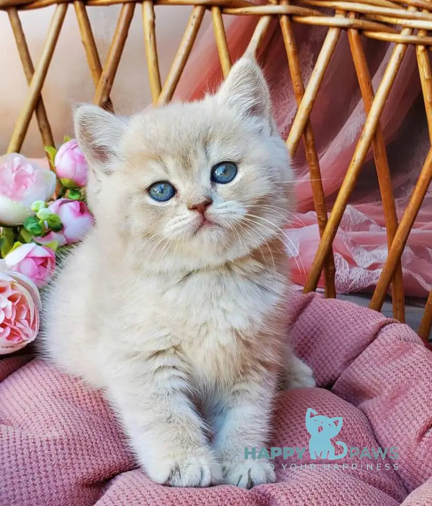 Izum British Shorthair male blue golden shaded live animals