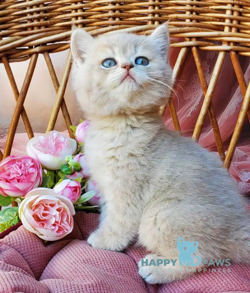 Izum British Shorthair male blue golden shaded live animals