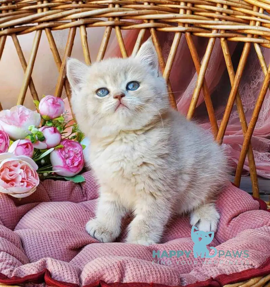 Izum British Shorthair male blue golden shaded live animals