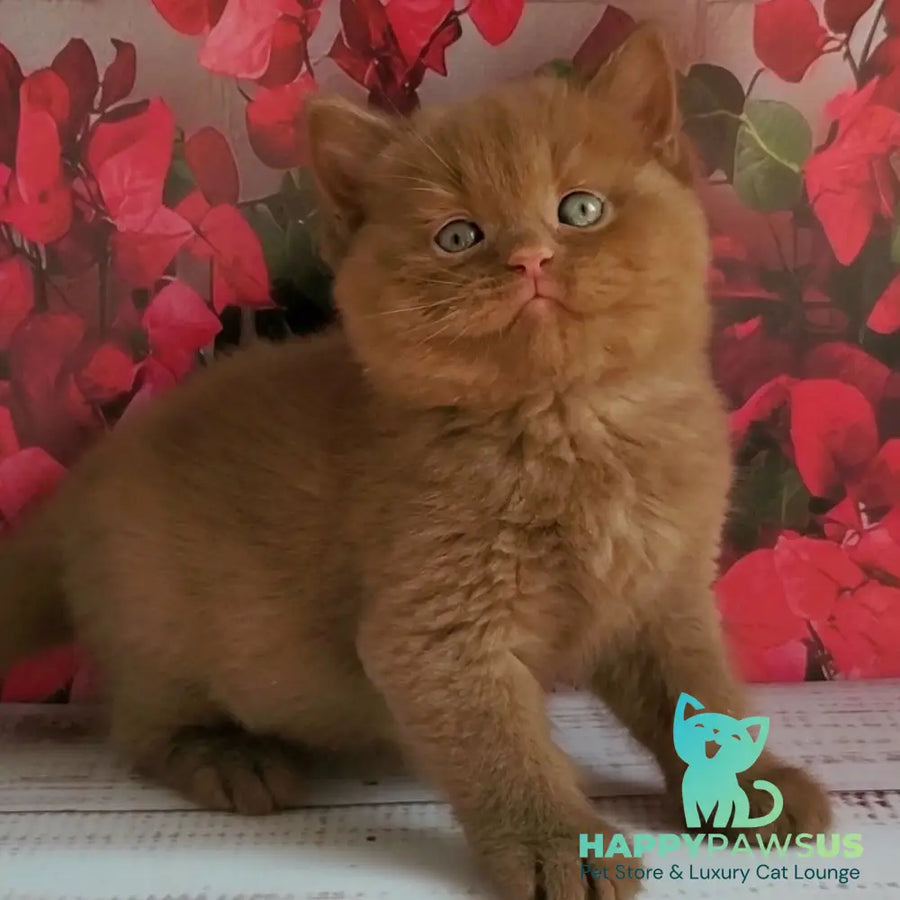 Izum British Shorthair male cinnamon - live animals