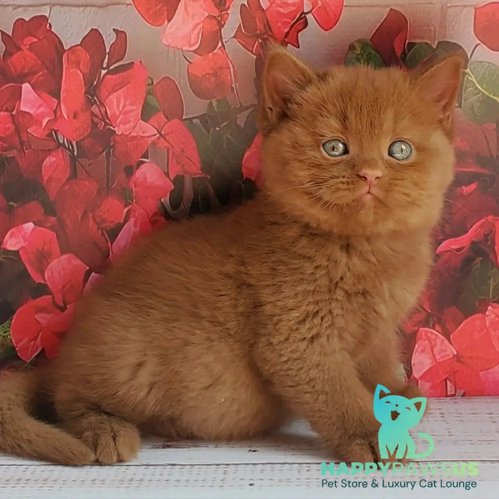 Izum British Shorthair male cinnamon - live animals