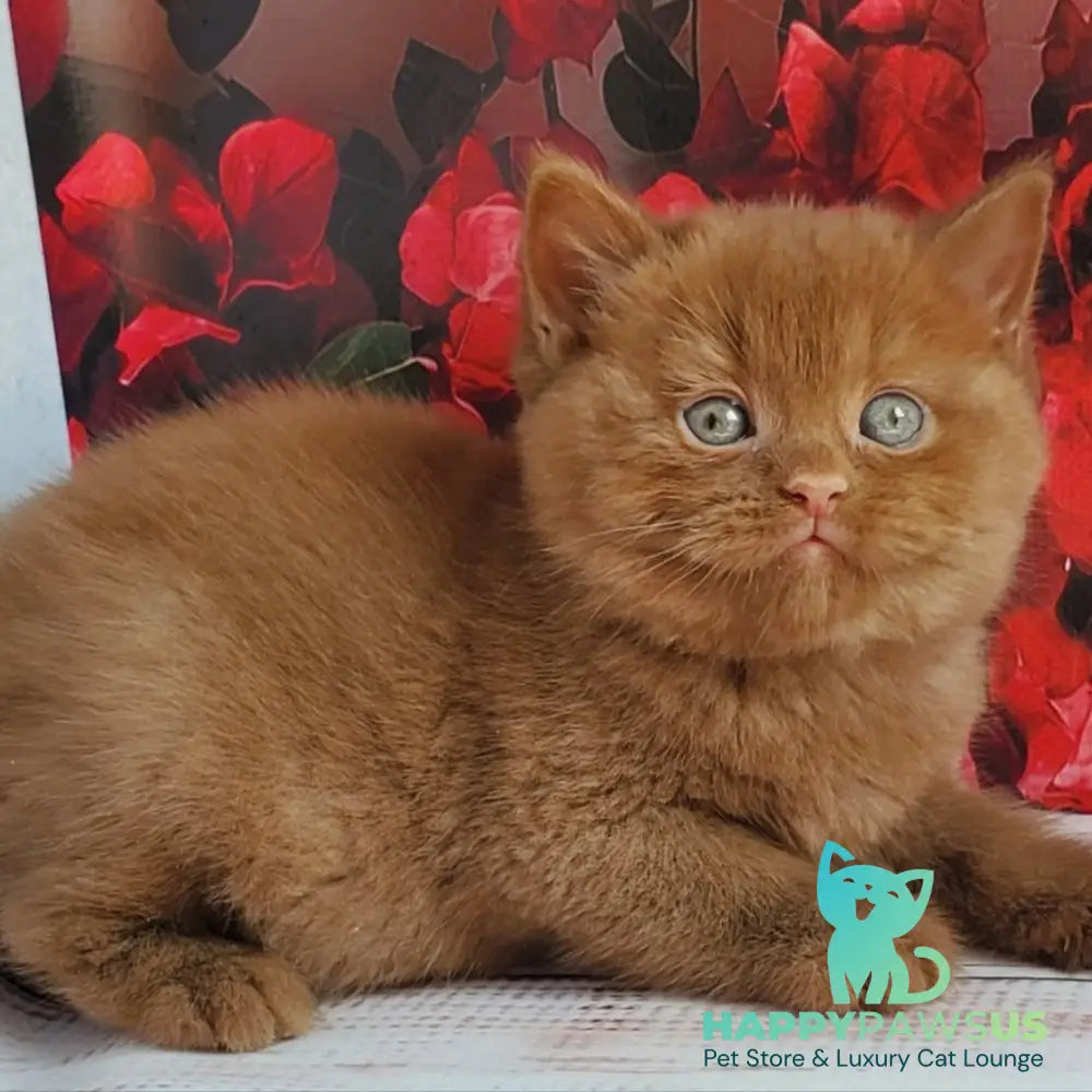 Izum British Shorthair male cinnamon - live animals