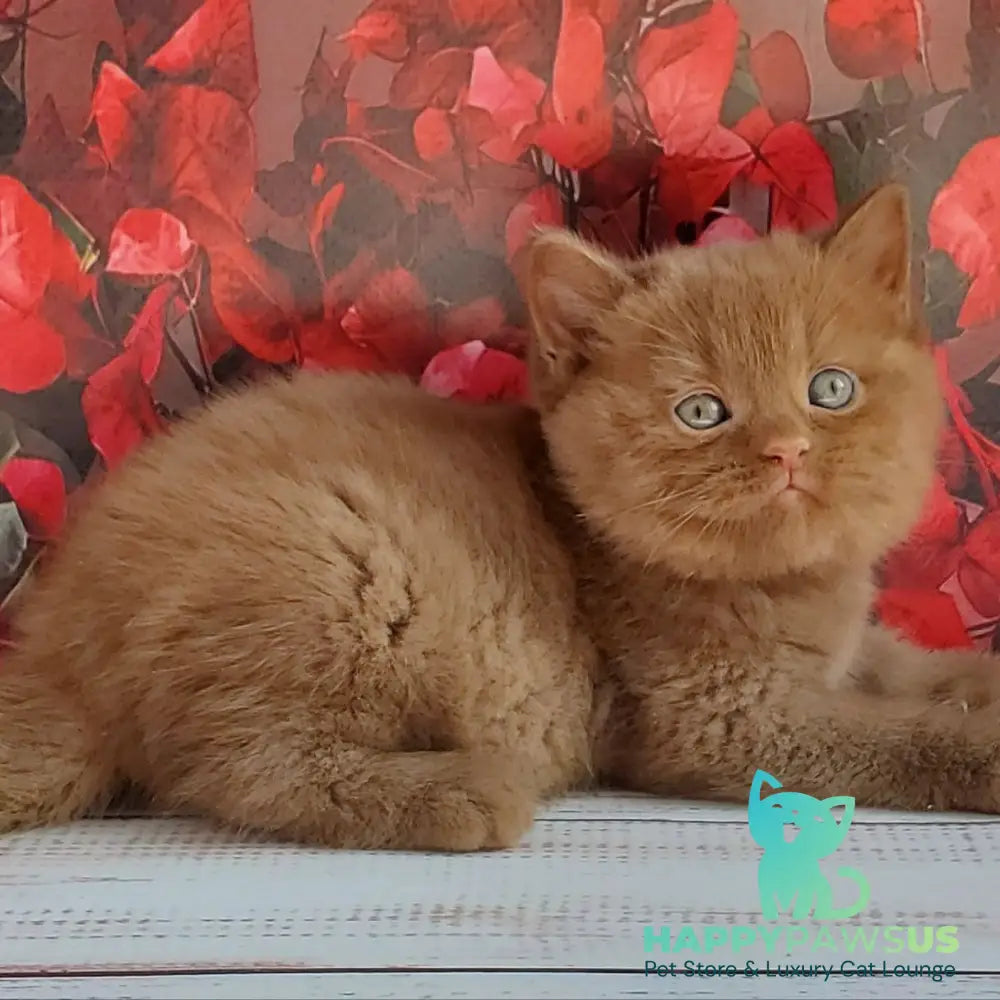 Izum British Shorthair male cinnamon - live animals