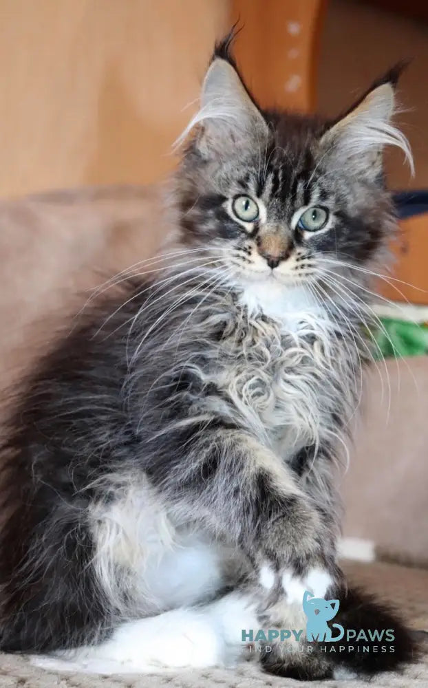 Izumrud Maine Coon male black tabby bicolour live animals