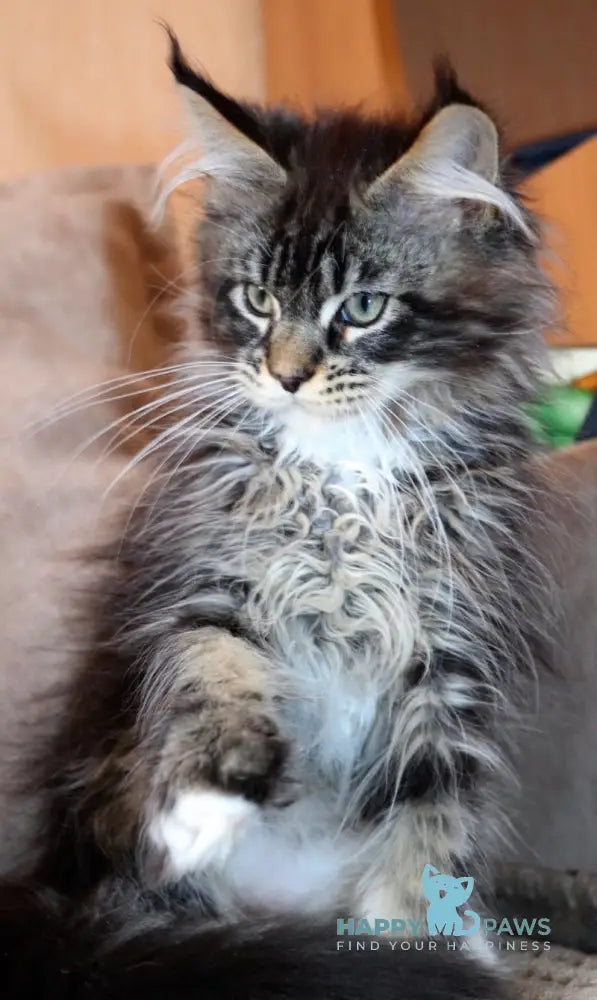 Izumrud Maine Coon male black tabby bicolour live animals