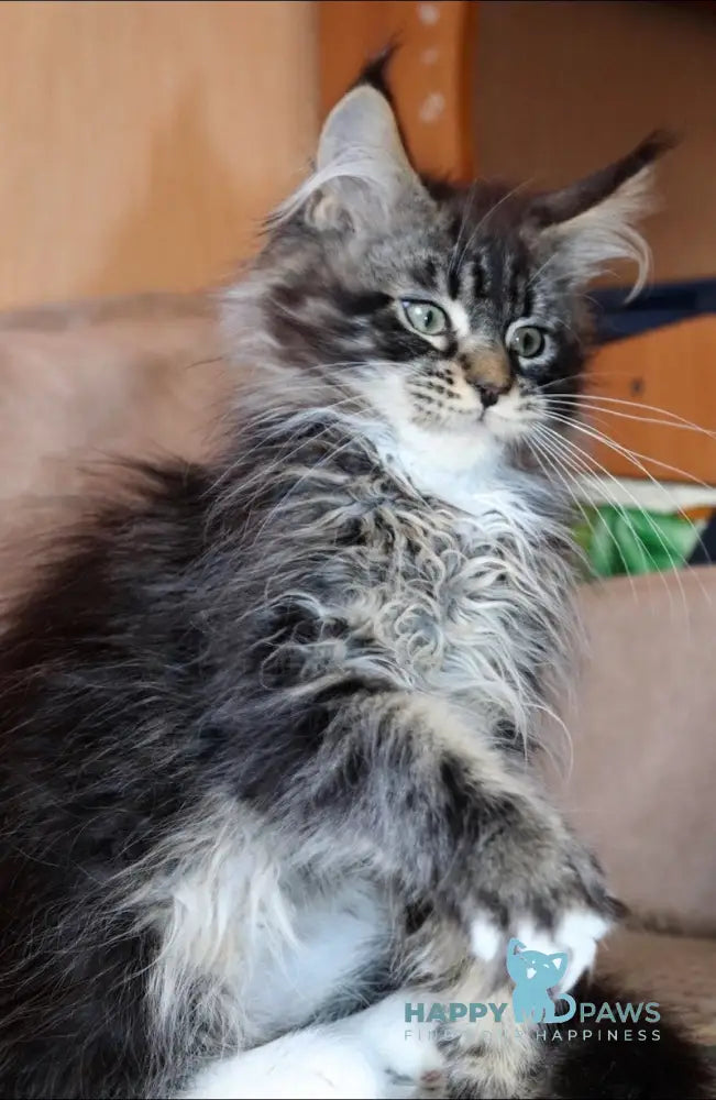 Izumrud Maine Coon male black tabby bicolour live animals