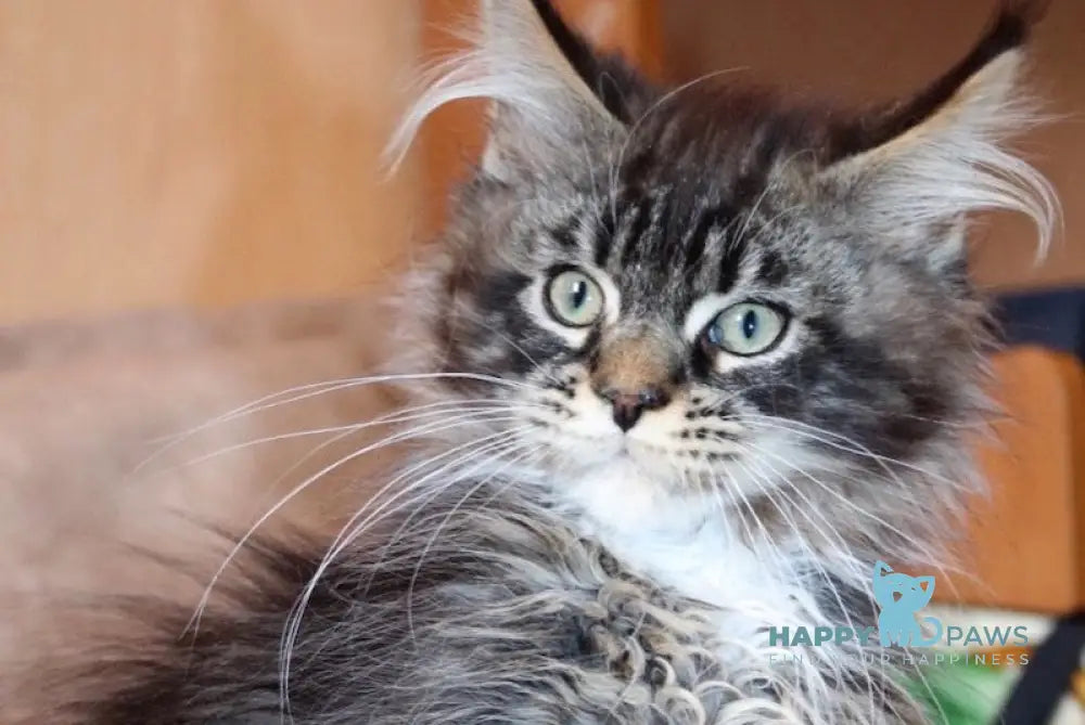 Izumrud Maine Coon male black tabby bicolour live animals