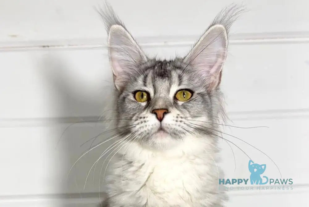 Izzi Maine Coon female black silver ticked tabby live animals