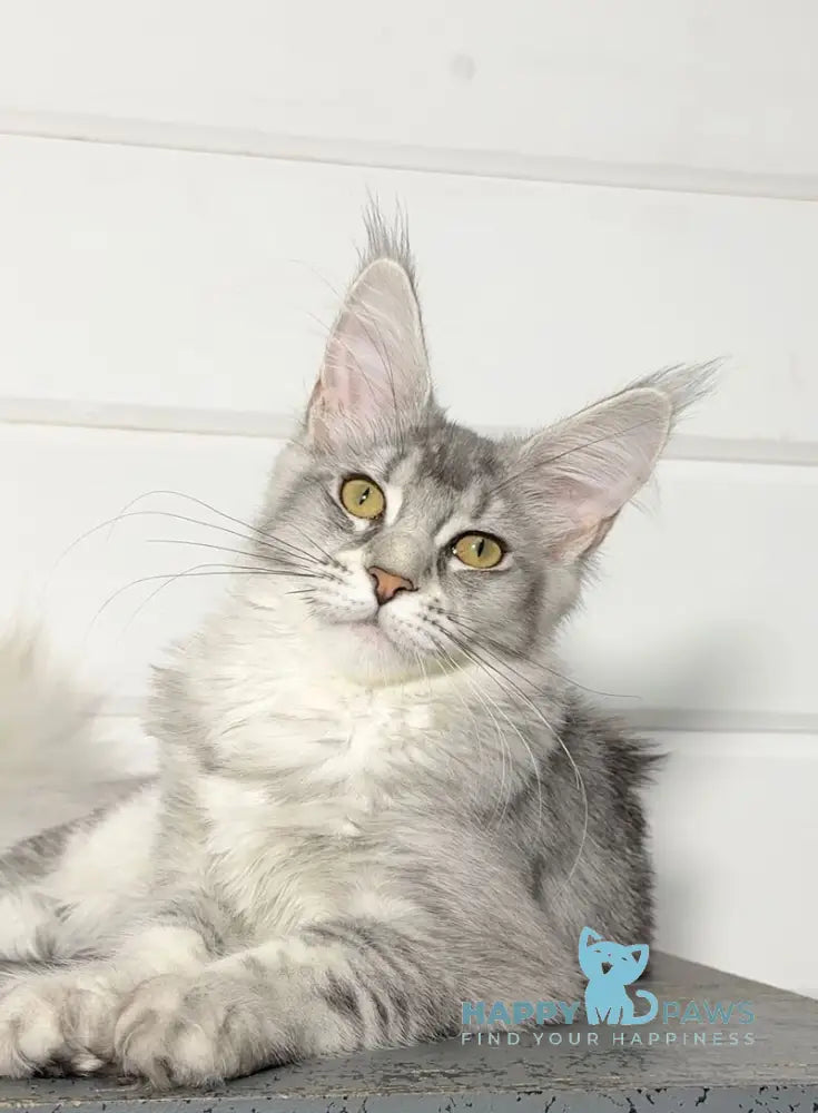 Izzi Maine Coon female black silver ticked tabby live animals