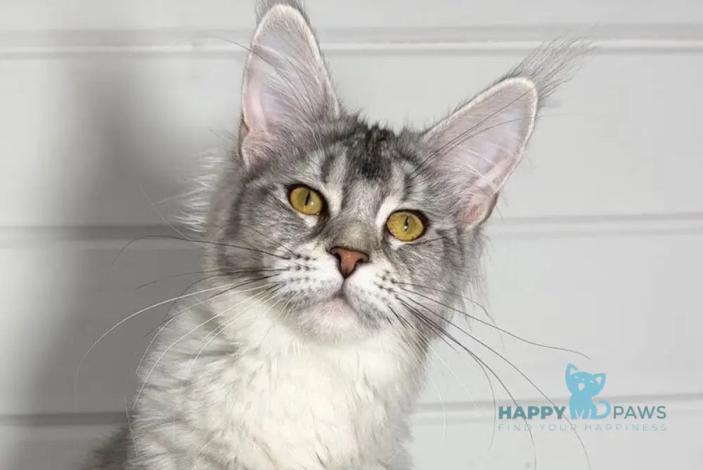 Izzi Maine Coon female black silver ticked tabby live animals