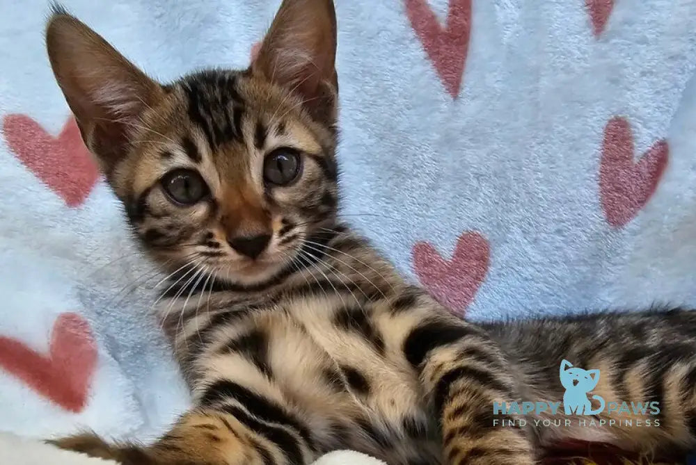 Izzy Bengal female black spotted tabby live animals