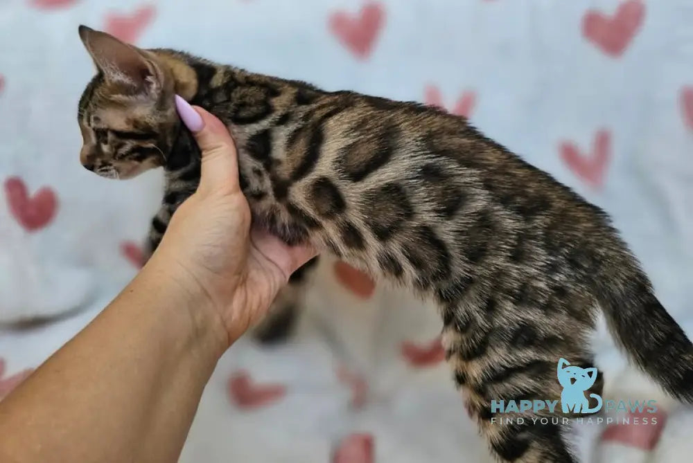 Izzy Bengal female black spotted tabby live animals